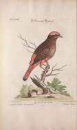 Image of Phoenicircus Swainson 1832