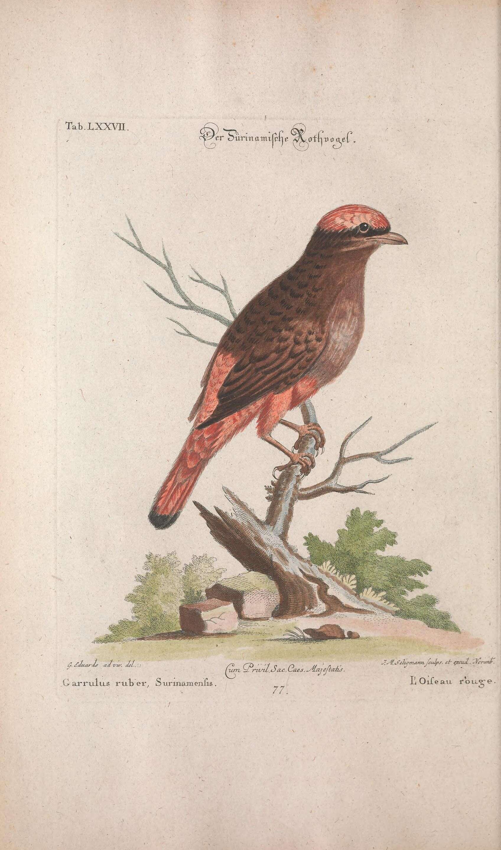 Image of Phoenicircus Swainson 1832