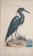 Image of Great Blue Heron