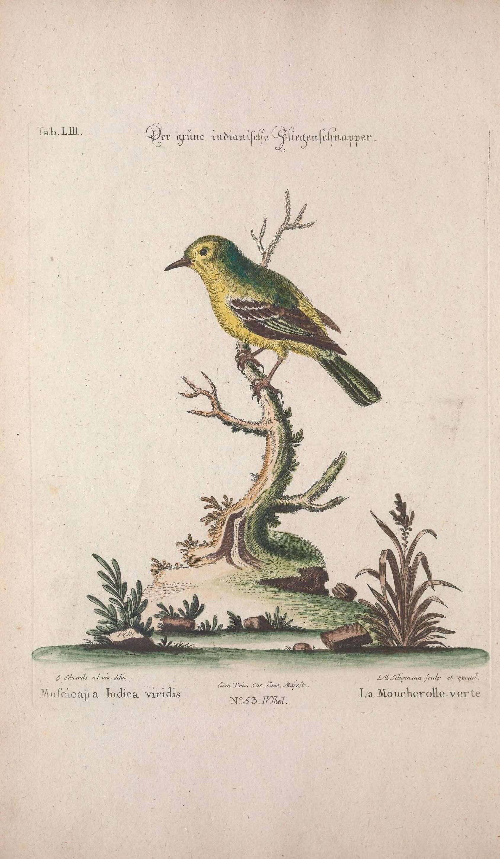 Imagem de Empidonax virescens (Vieillot 1818)