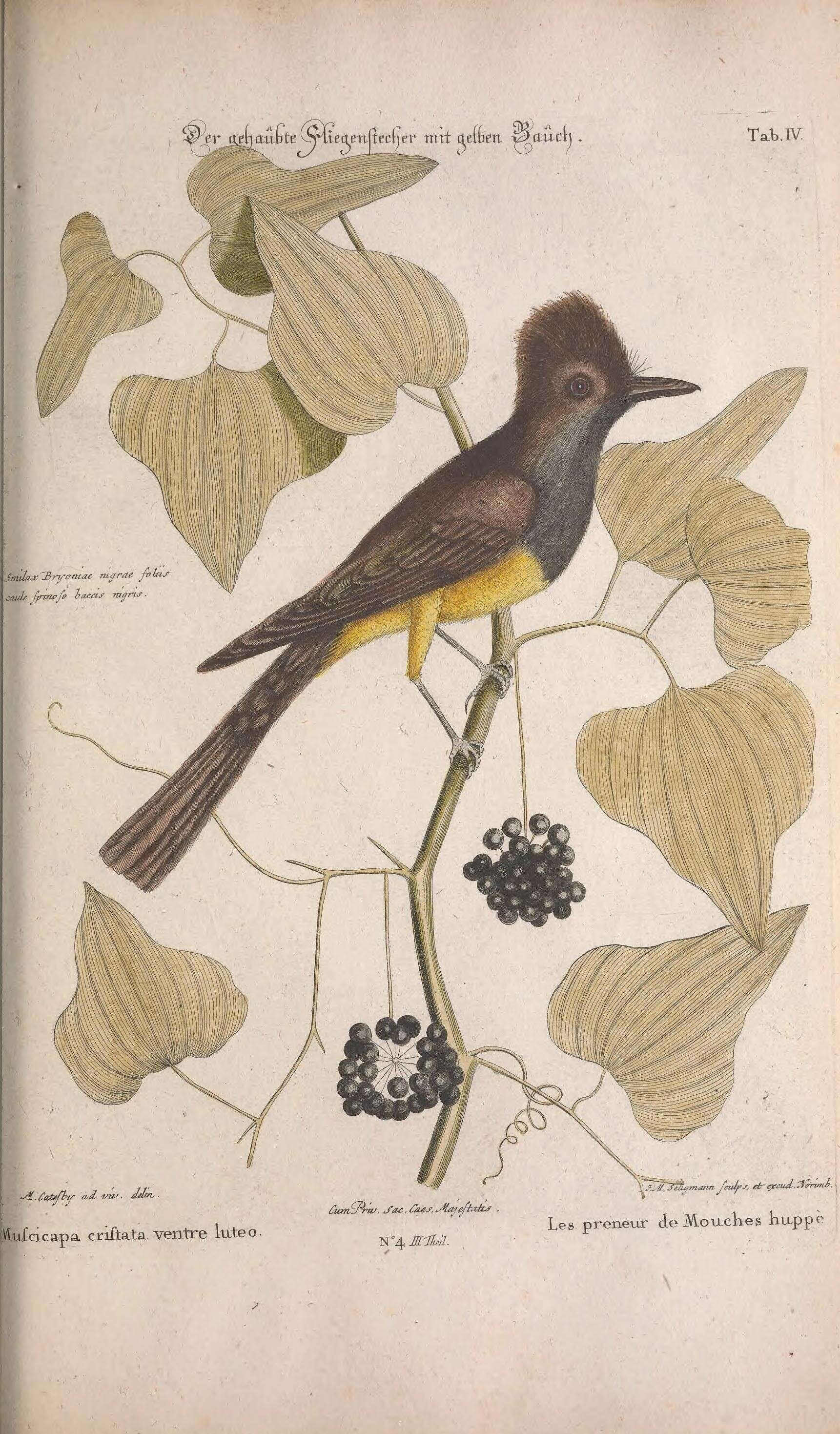 Imagem de Myiarchus crinitus (Linnaeus 1758)