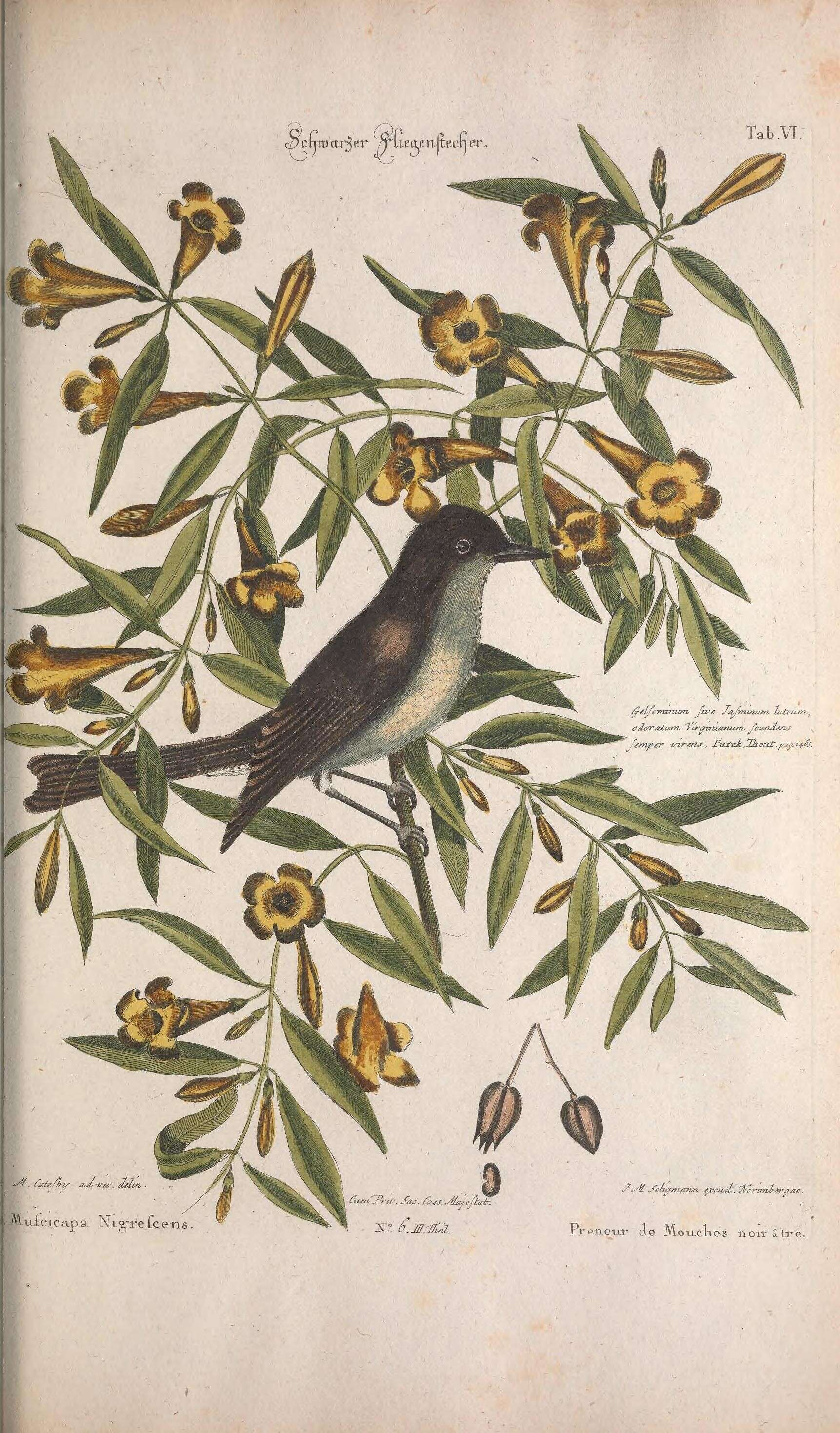 Image of Eastern Phoebe