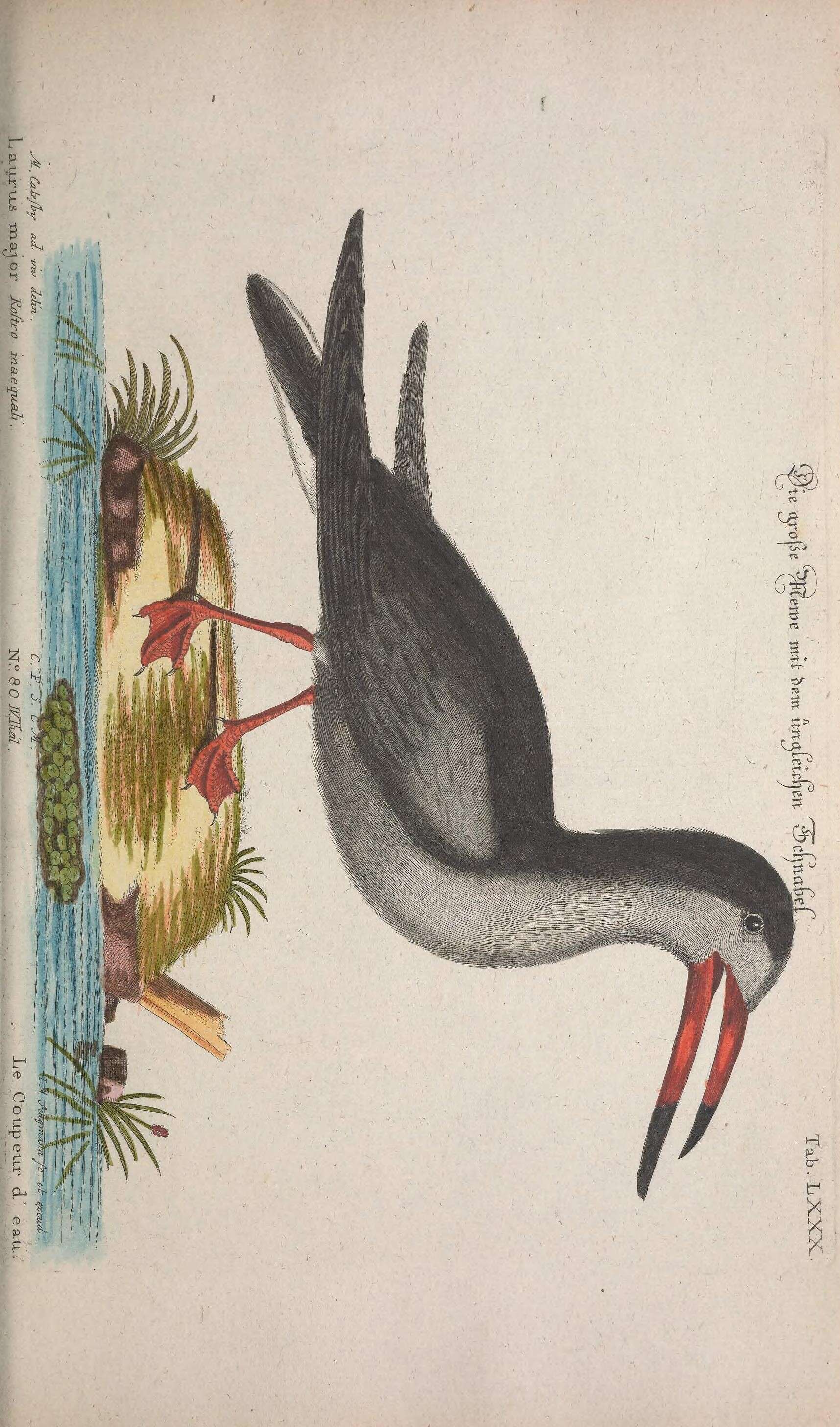 Image of Rynchops Linnaeus 1758