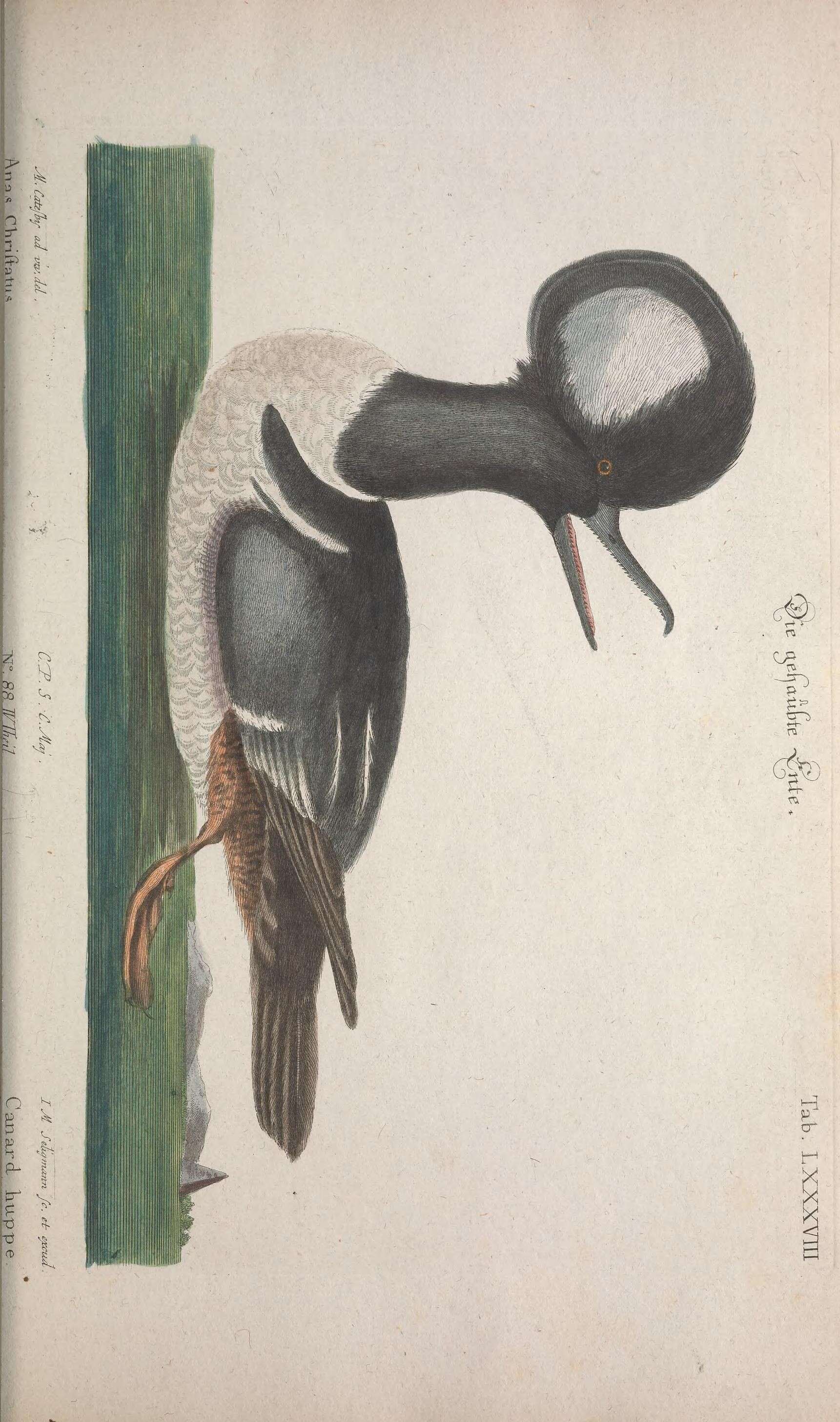 Image of Lophodytes Reichenbach 1853