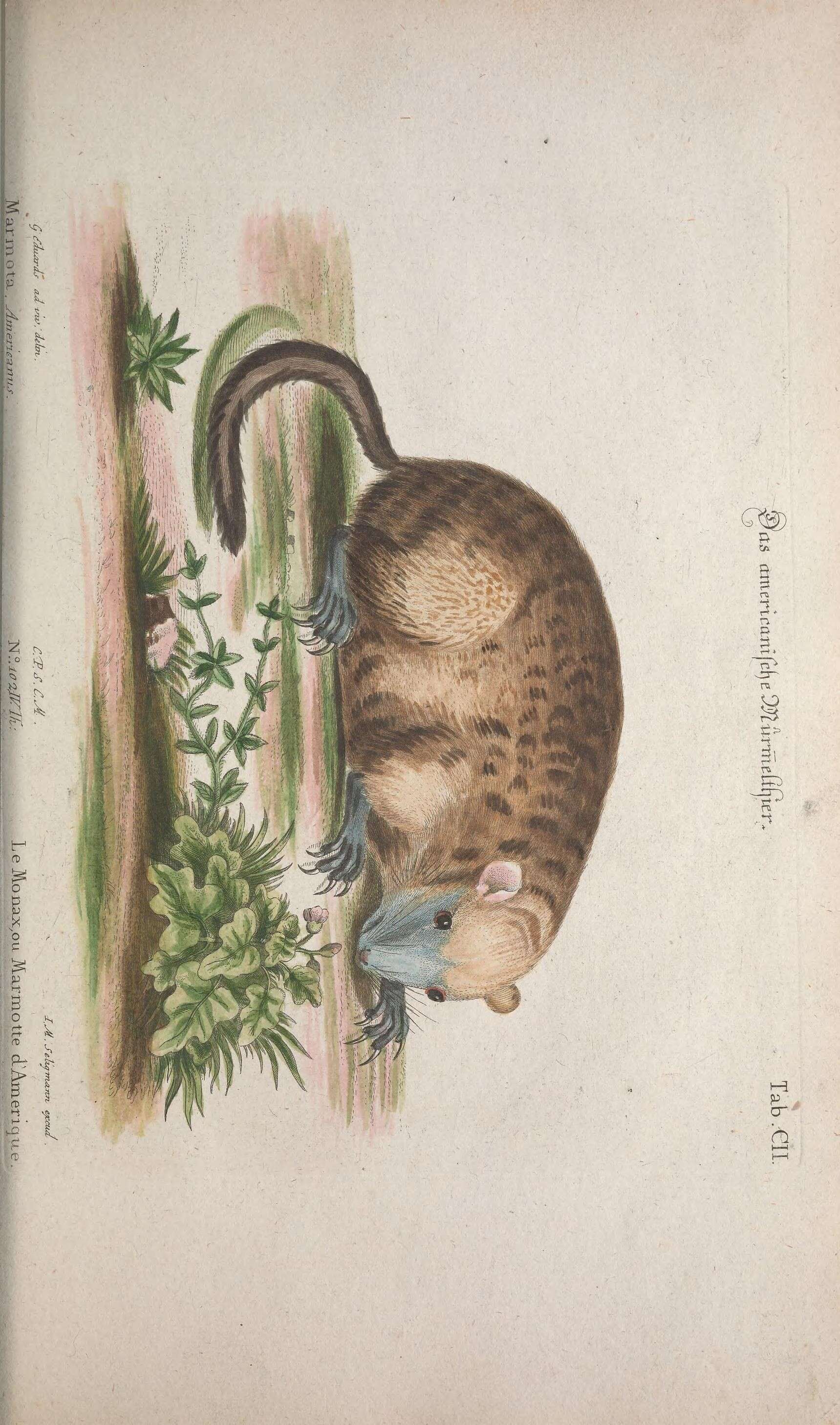 Imagem de Marmota subgen. Marmota Blumenbach 1779