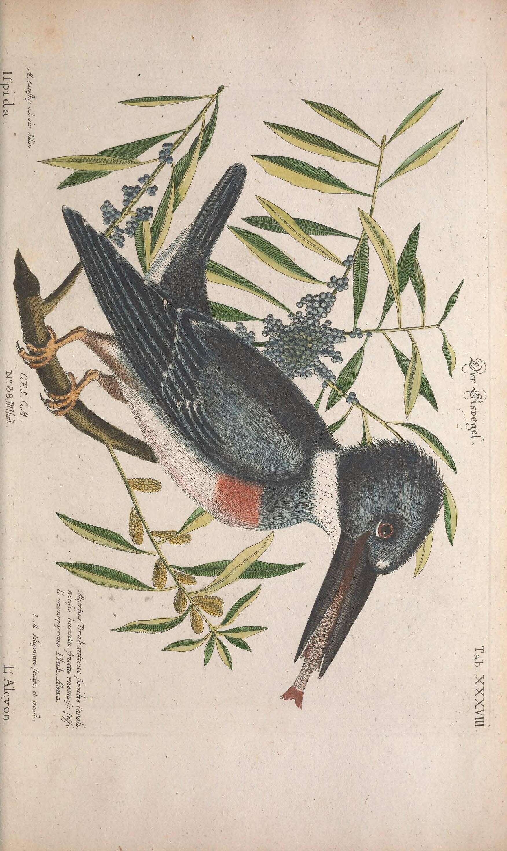 Image of Alcedo Linnaeus 1758