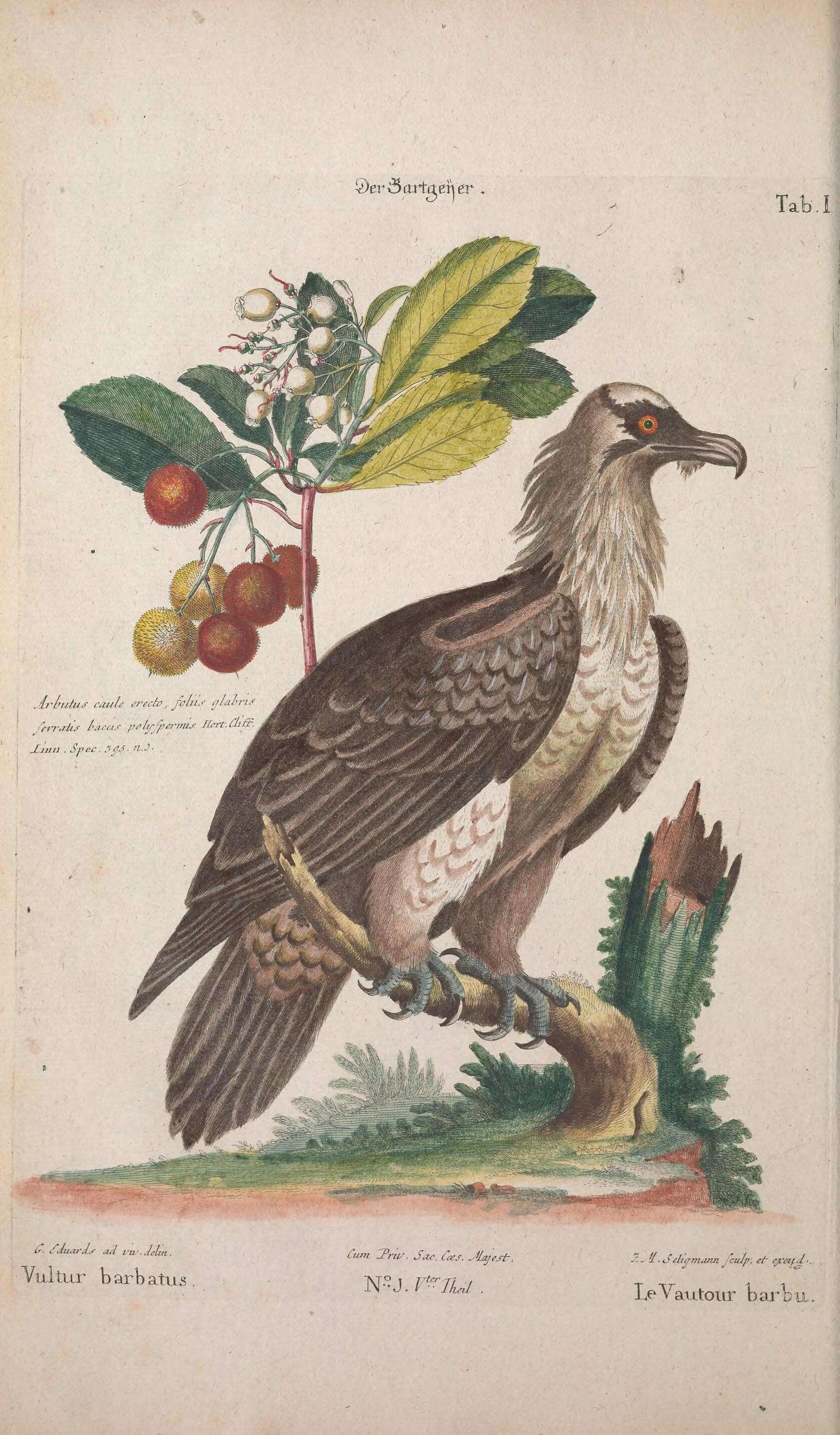 Image de Gypaetus Storr 1784