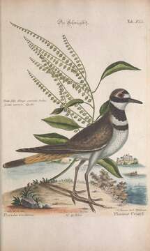 Image of Killdeer