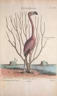 Imagem de Phoenicopterus ruber Linnaeus 1758