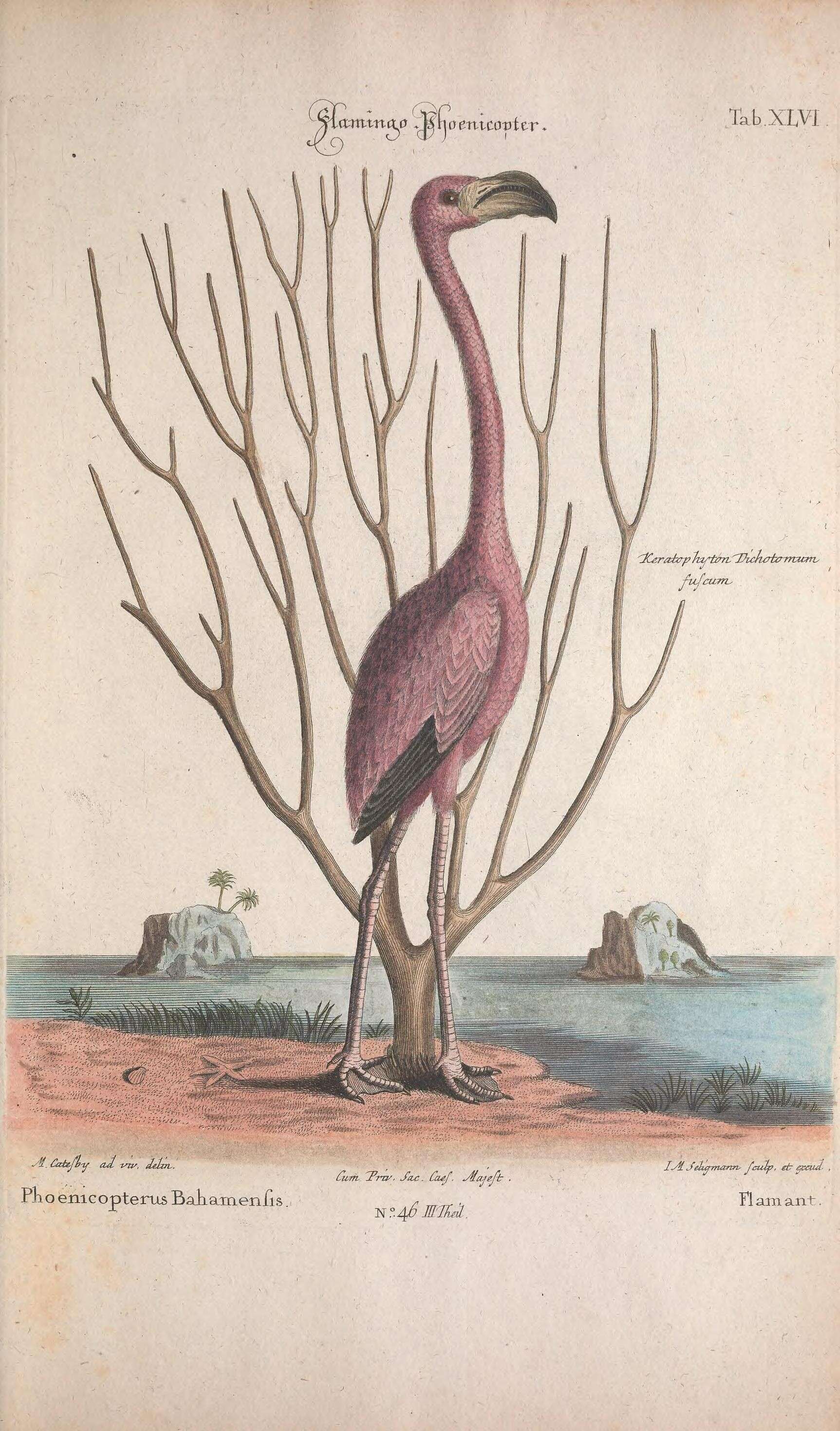 Imagem de Phoenicopterus ruber Linnaeus 1758