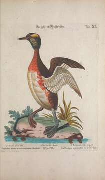 Image of Podiceps Latham 1787