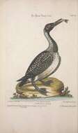 Image of loons