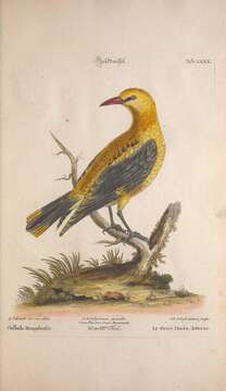 Image of Eurasian Golden Oriole