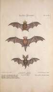 Image of Brown long-eared bat