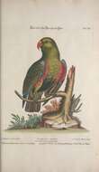 Image of Eclectus Wagler 1832