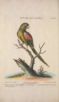 صورة Aprosmictus Gould 1842