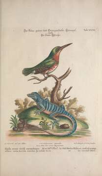 Image of Alcedo Linnaeus 1758