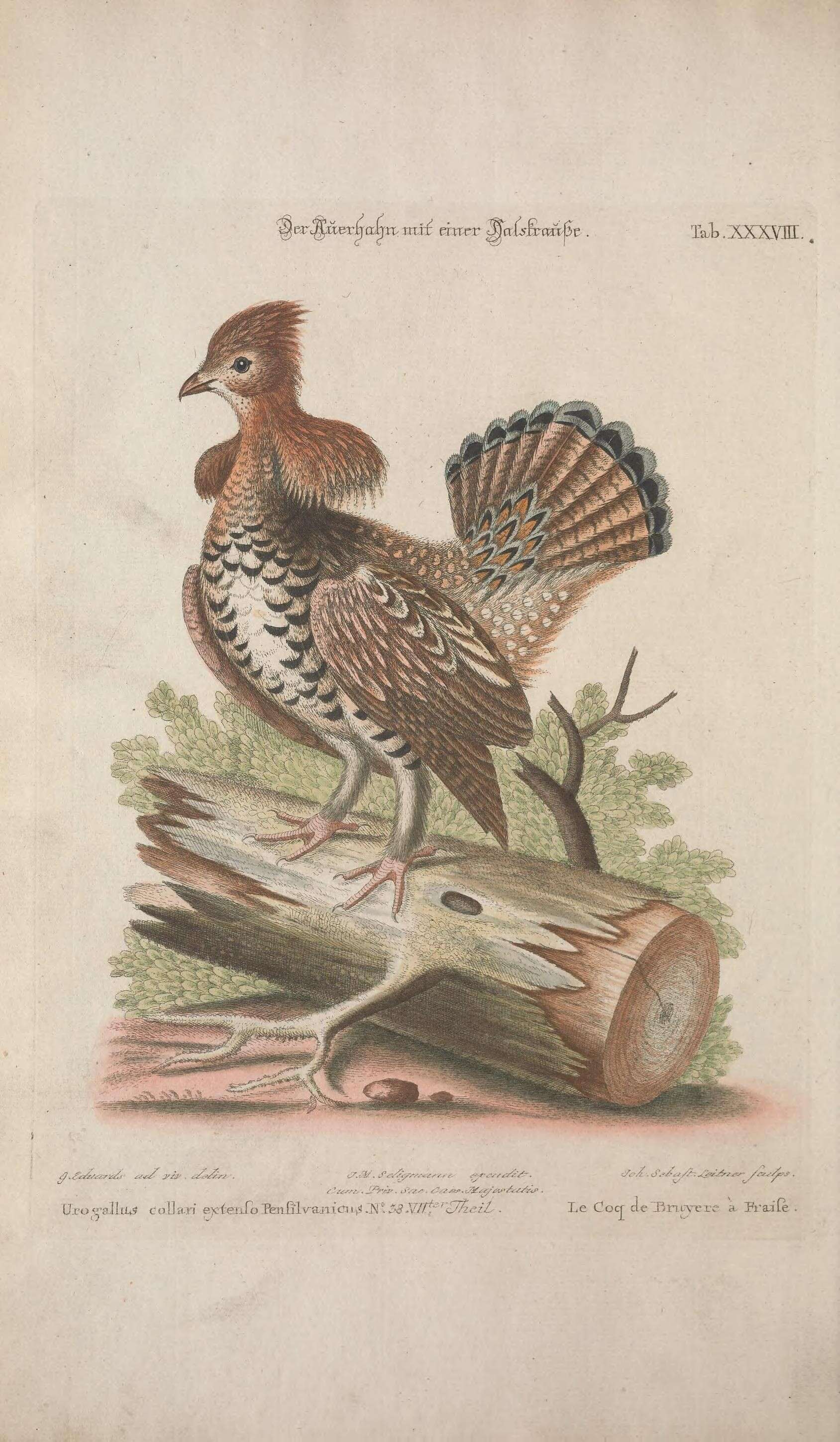 Image of Bonasa Stephens 1819