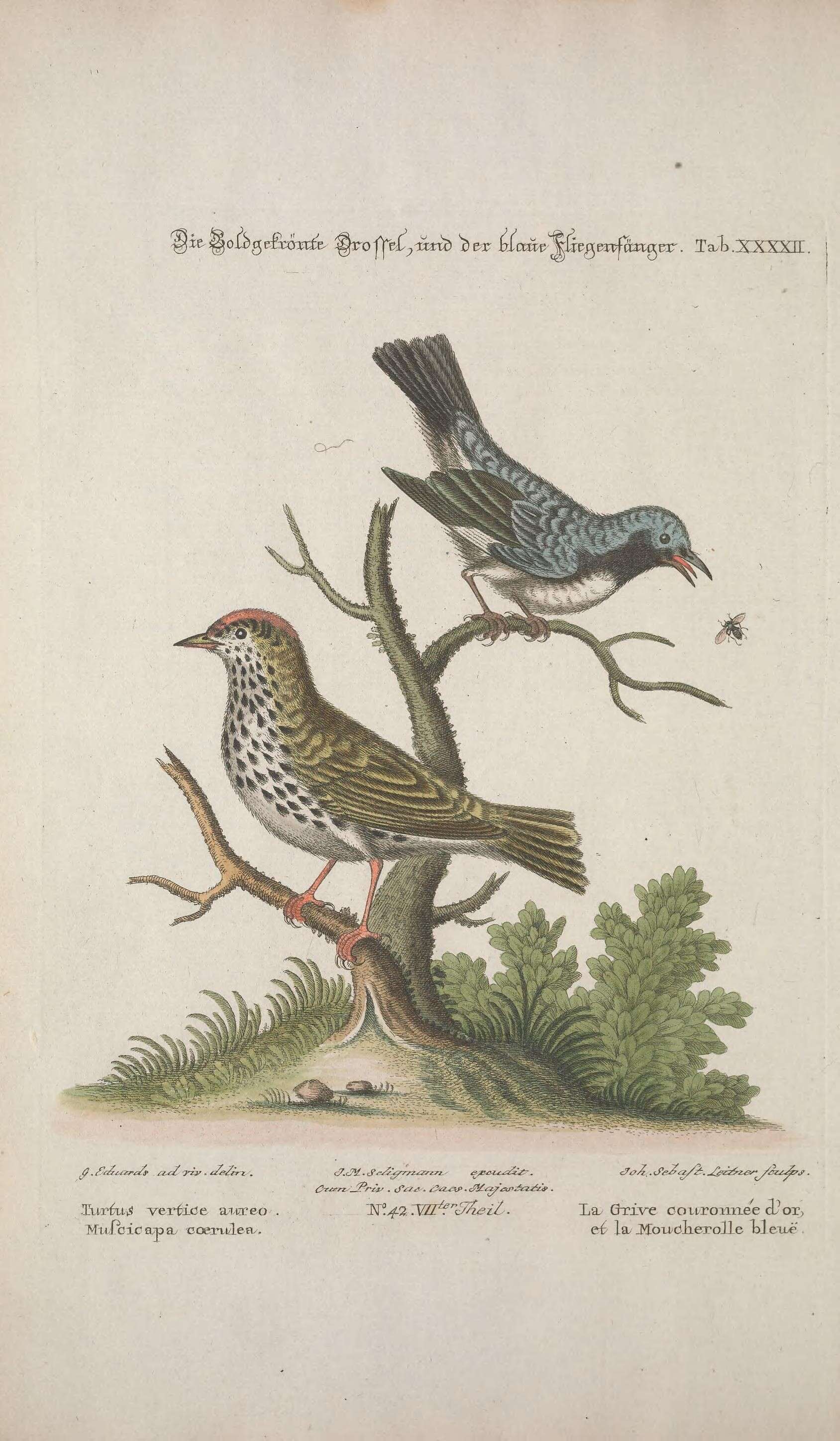 Image of Seiurus Swainson 1827