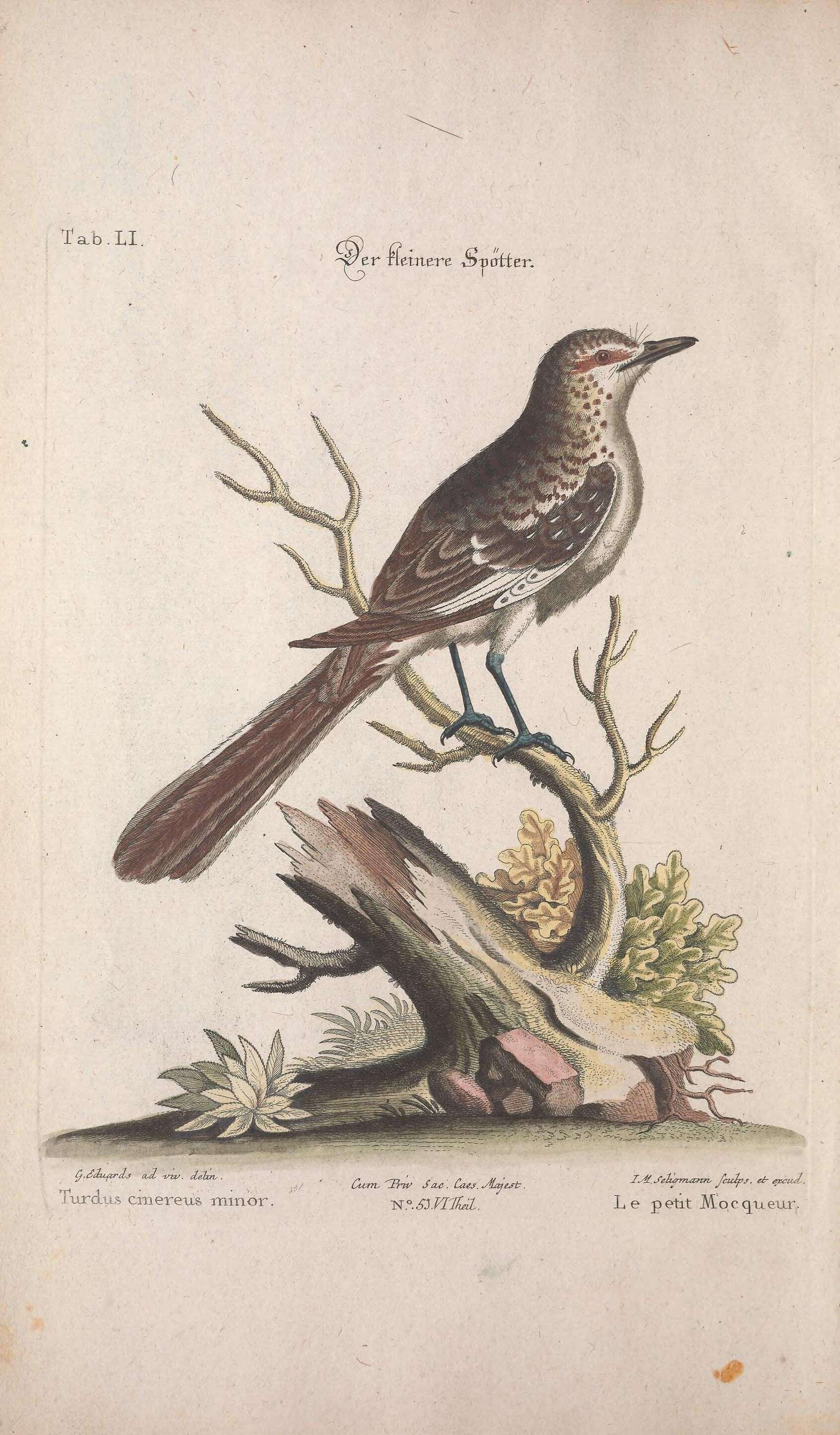 Image of Northern Mockingbird