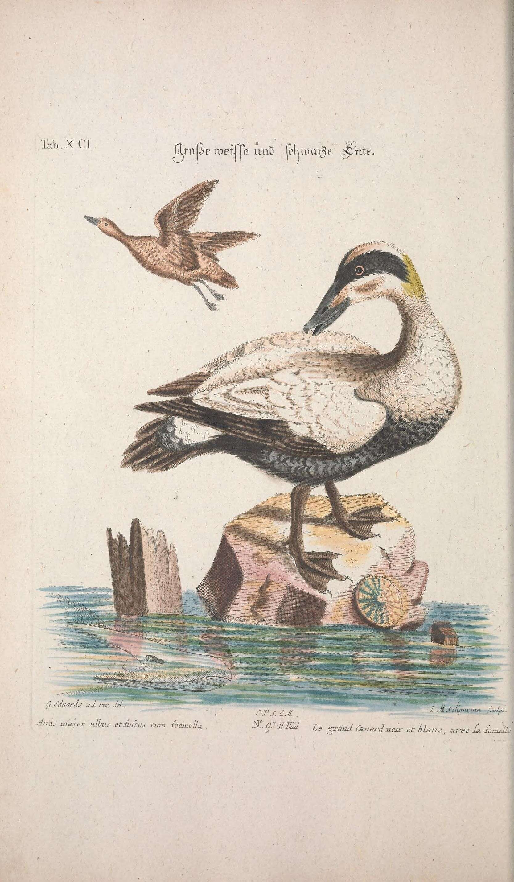 Image of Eider