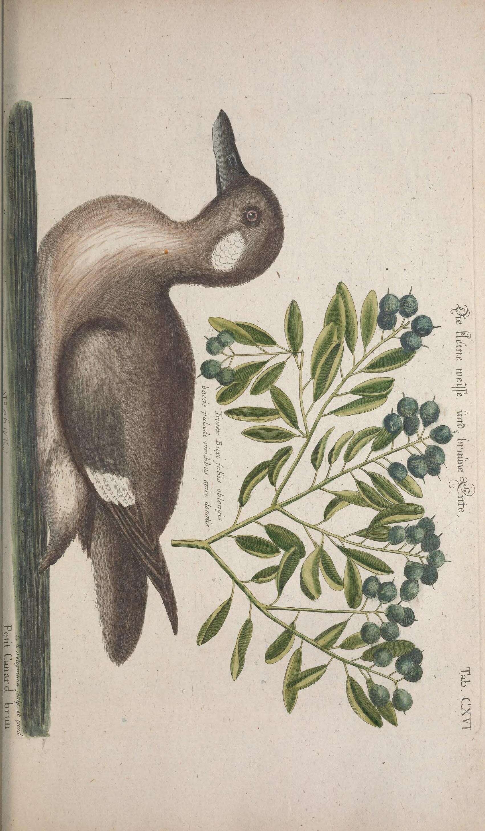 Image of Bucephala Baird & SF 1858