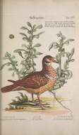 Image of Ruddy Quail-Dove