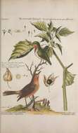 Image of Jamaican Tody