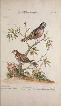 Hirundo angolensis Barboza du Bocage 1868的圖片