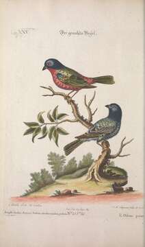 Image of Painted Bunting