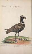 Image of Pacific Golden Plover