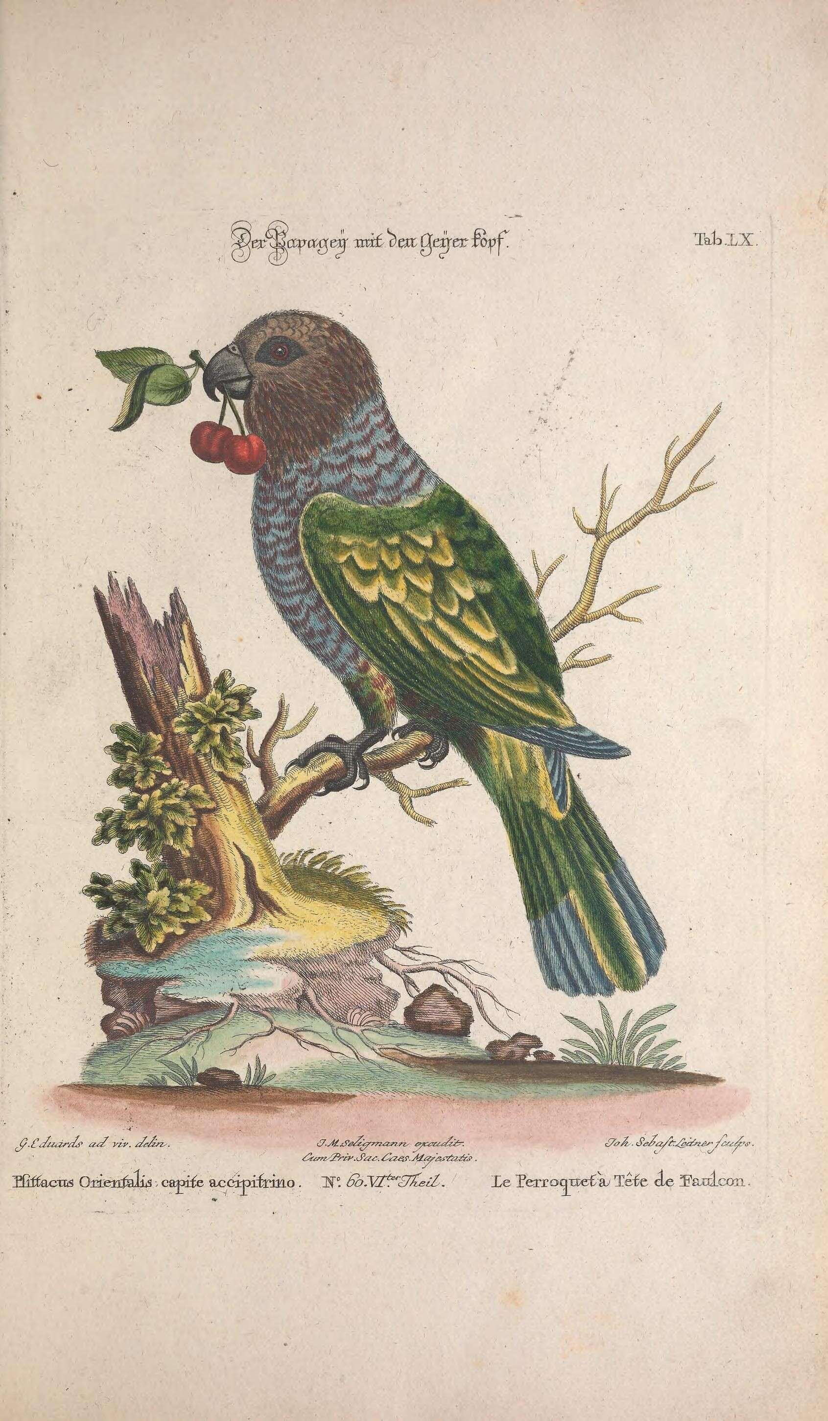 Image of Deroptyus Wagler 1832