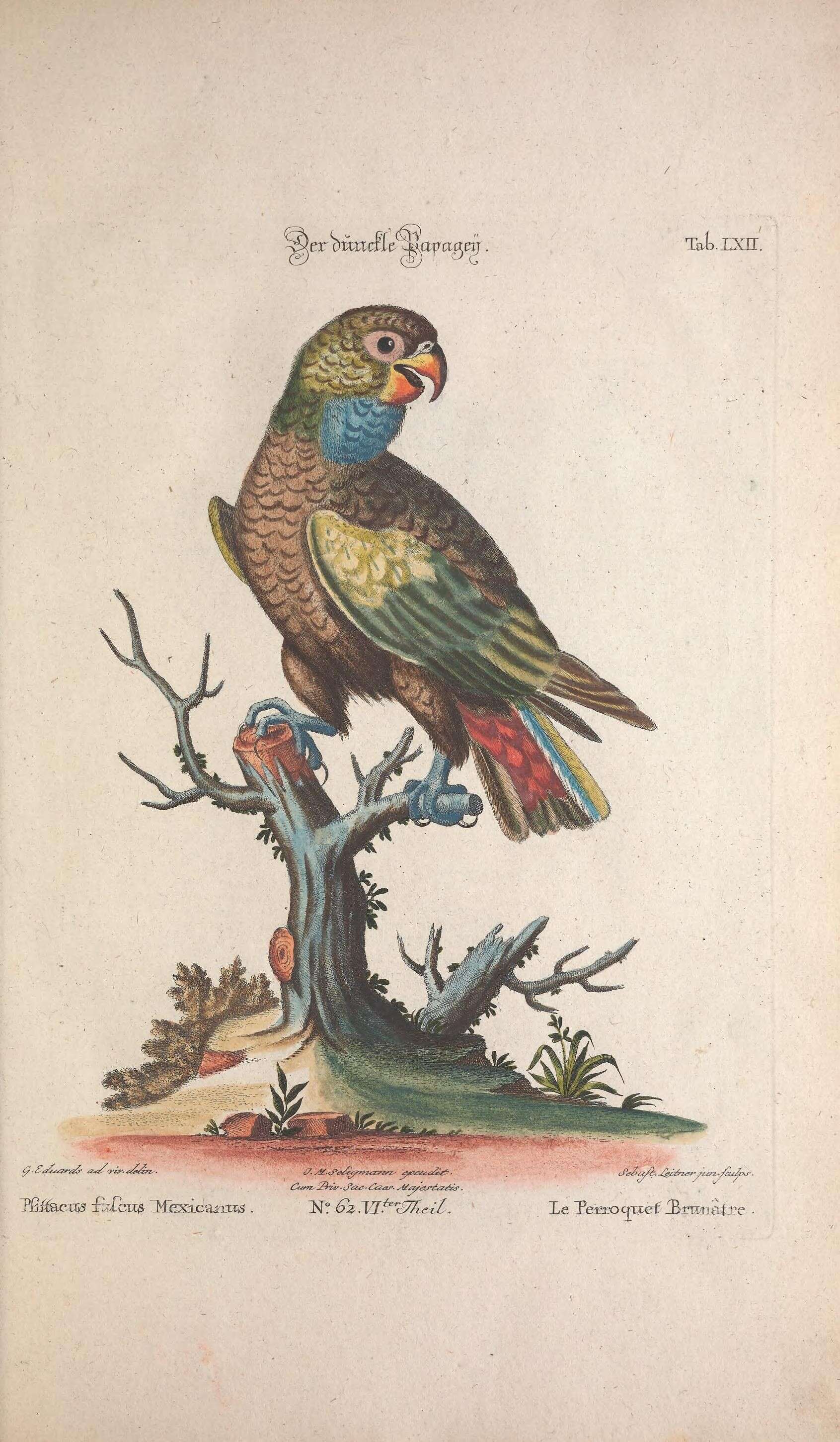 Image of Dusky Parrot