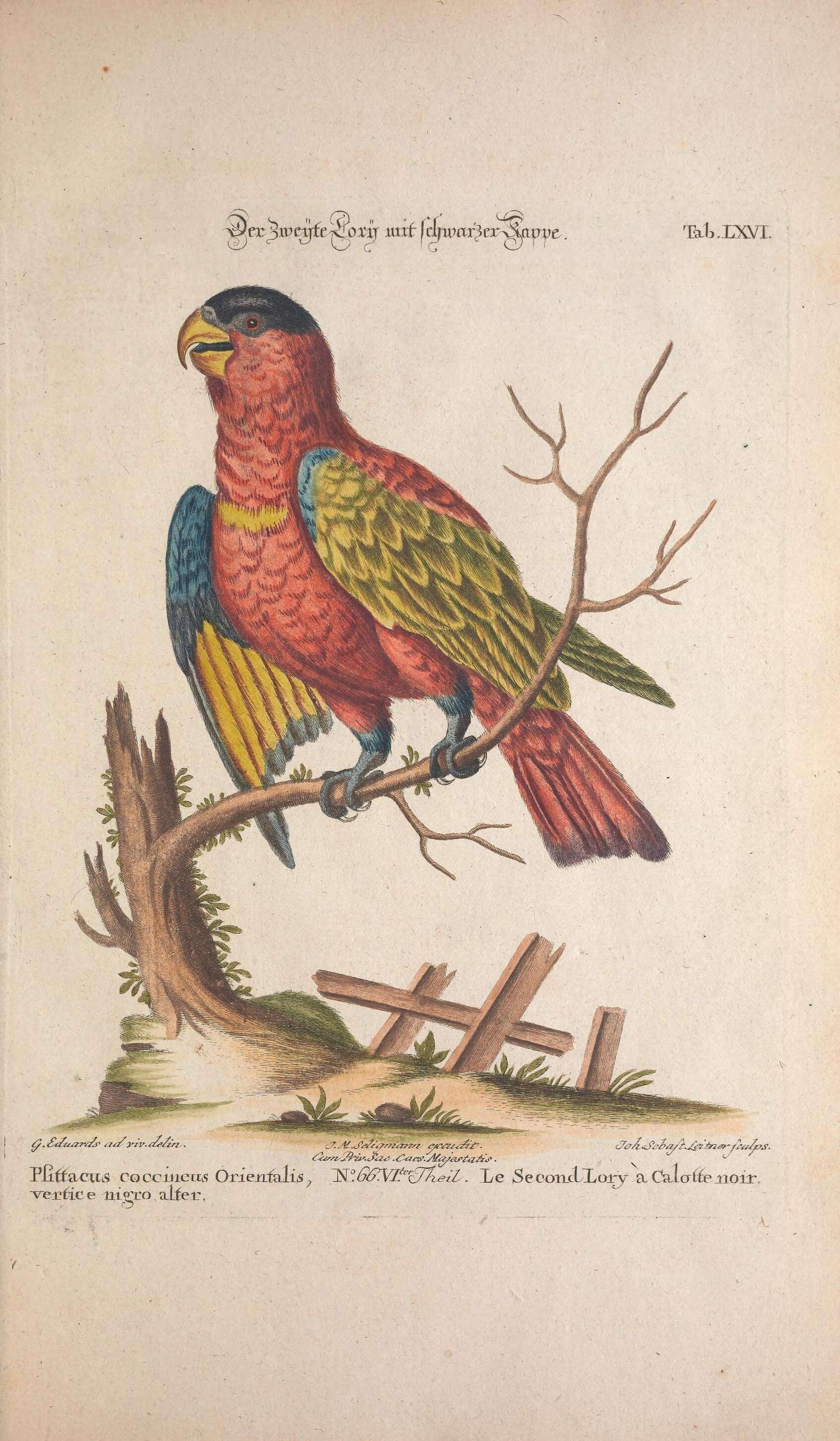 صورة Lorius lory (Linnaeus 1758)