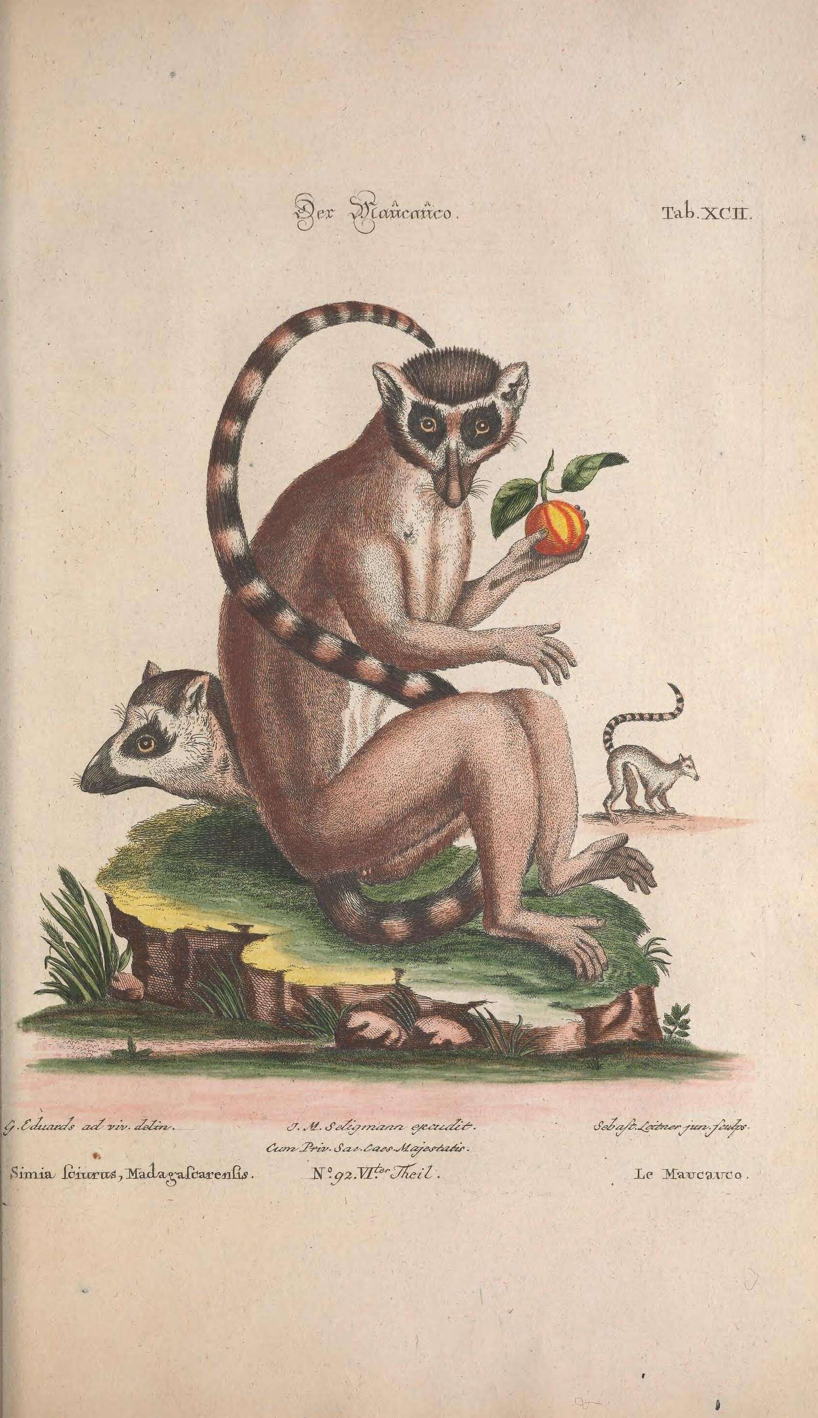 Image de Lemur Linnaeus 1758