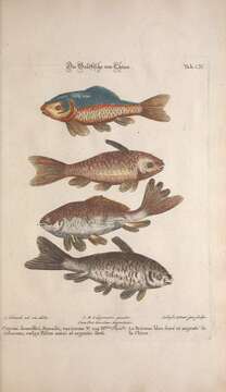 Image of carps and minnows