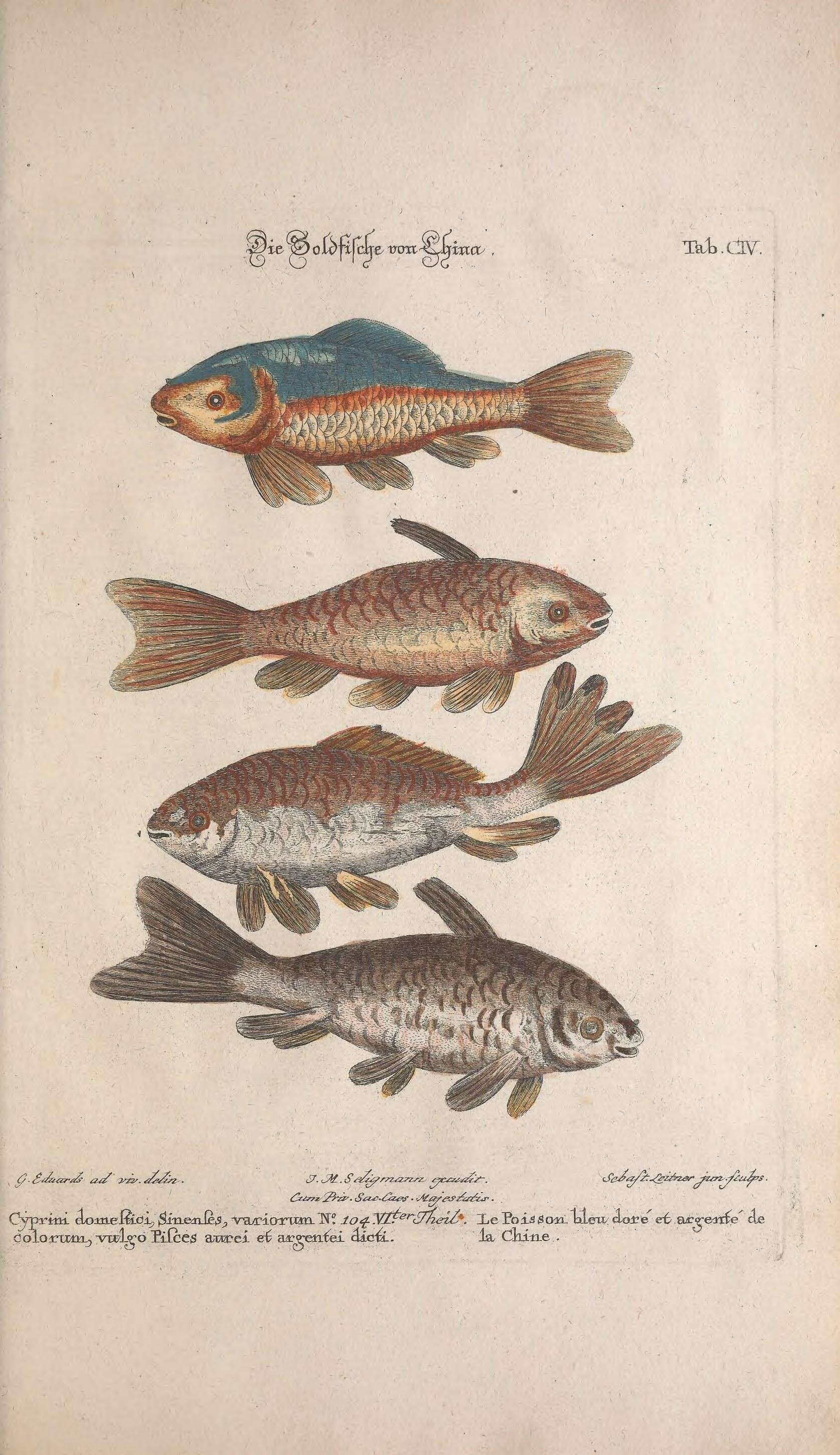 Image of carps and minnows