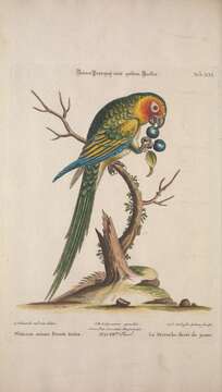 Image of Yellow-crowned Parrot, Yellow-crowned Amazon