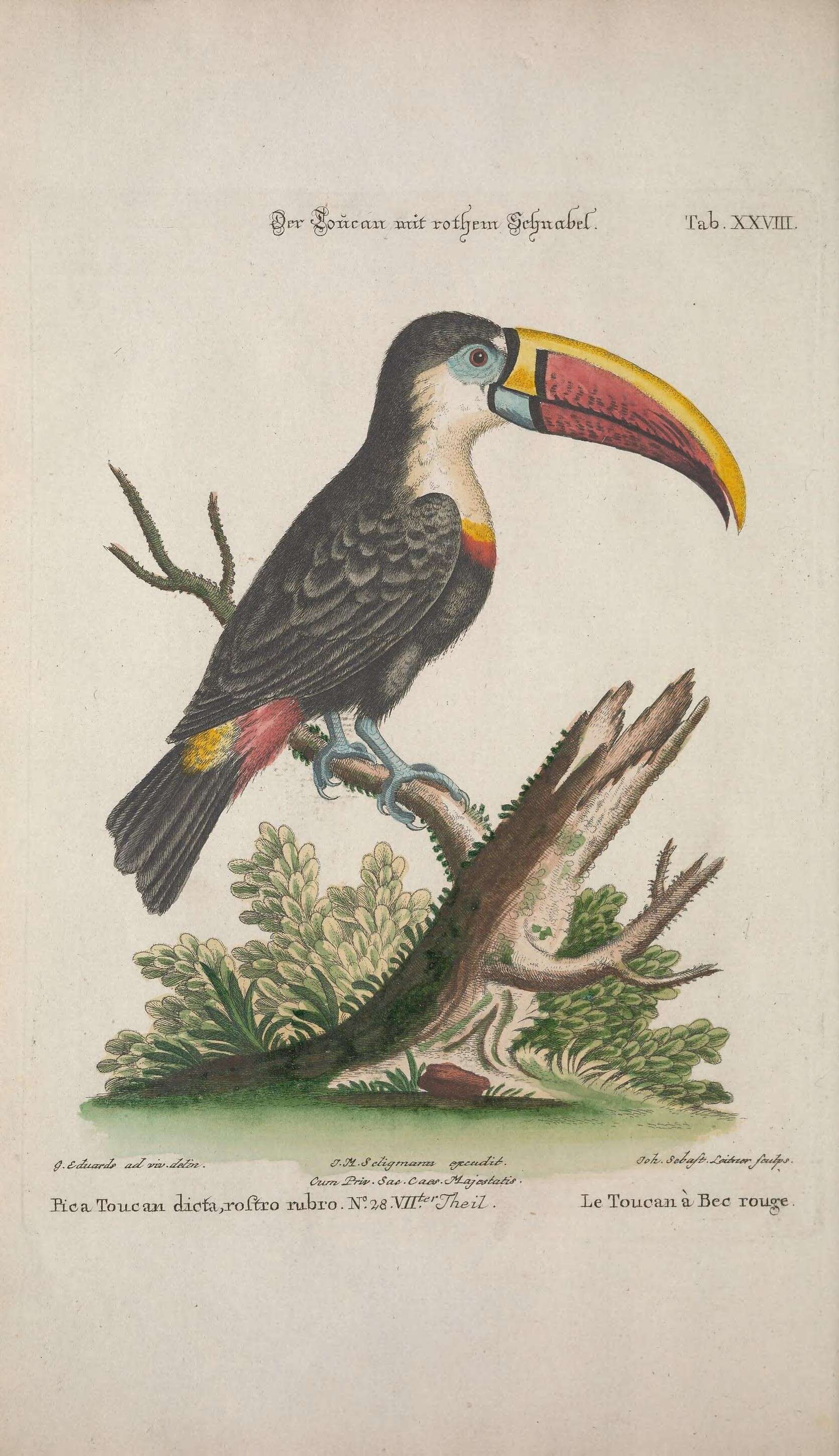 Image of Red-billed Toucan