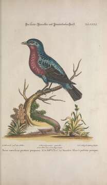 Image of Purple-breasted Cotinga
