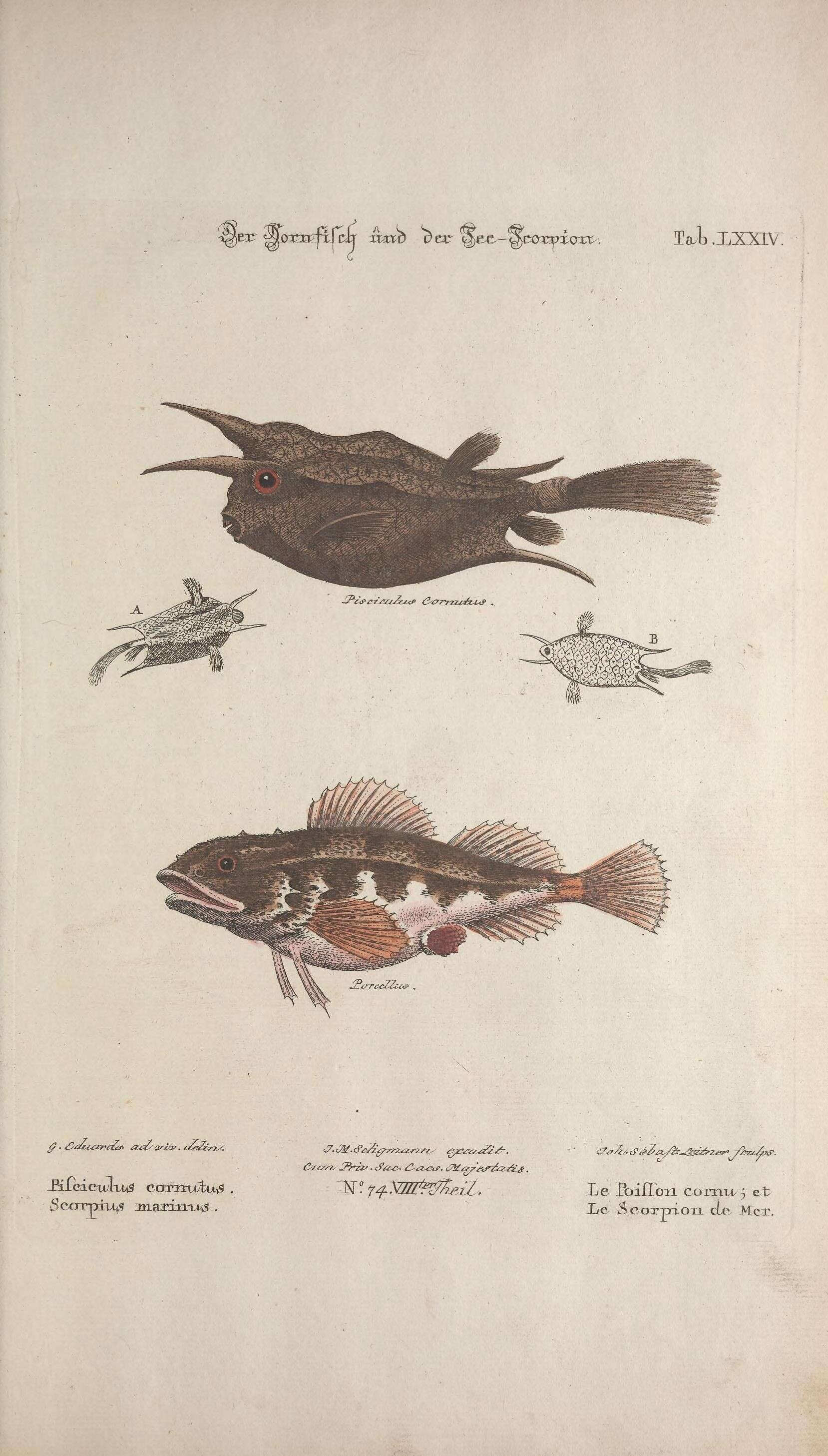 Слика од Lactoria cornuta (Linnaeus 1758)