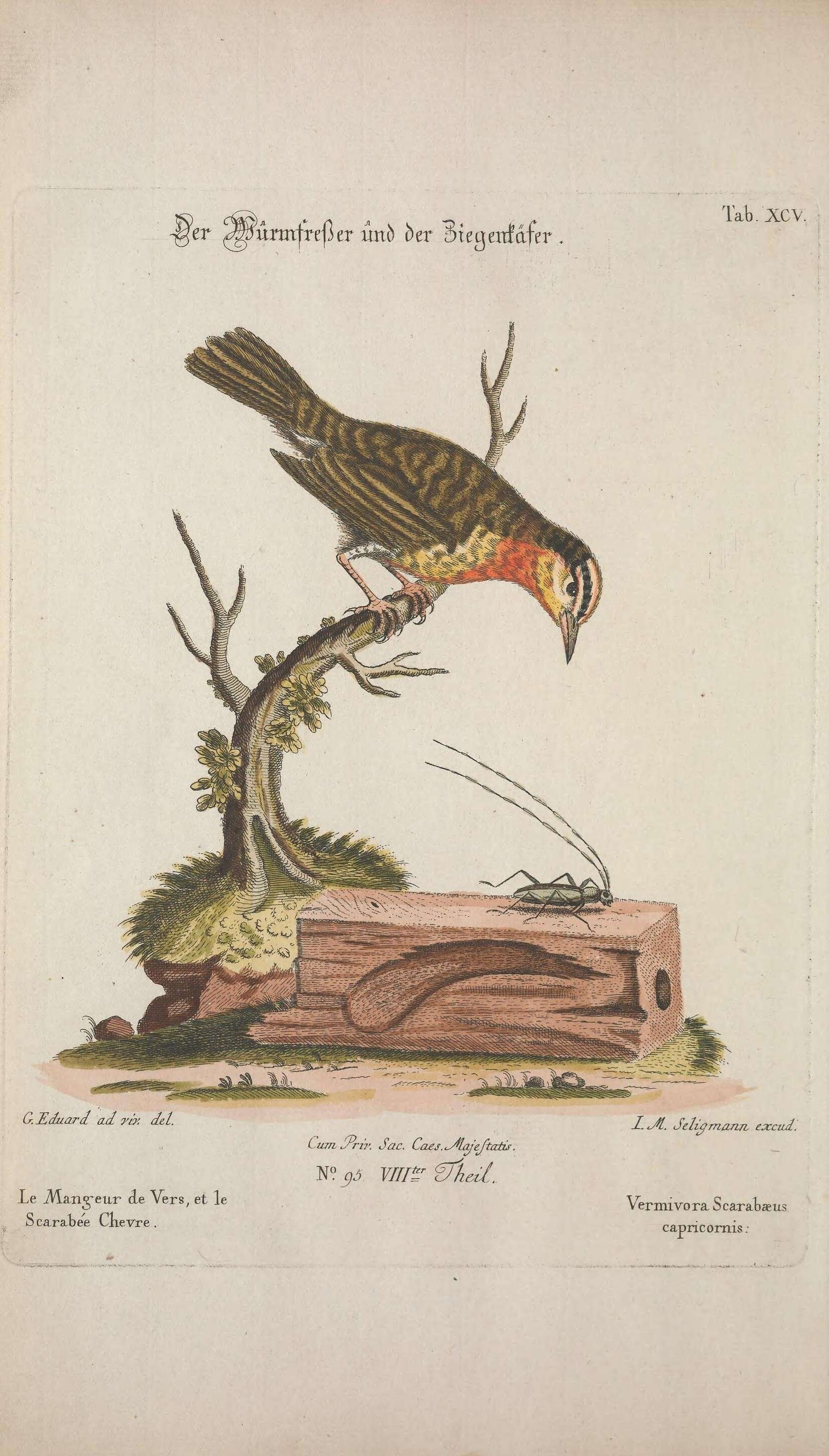 Image of Helmitheros Rafinesque 1819