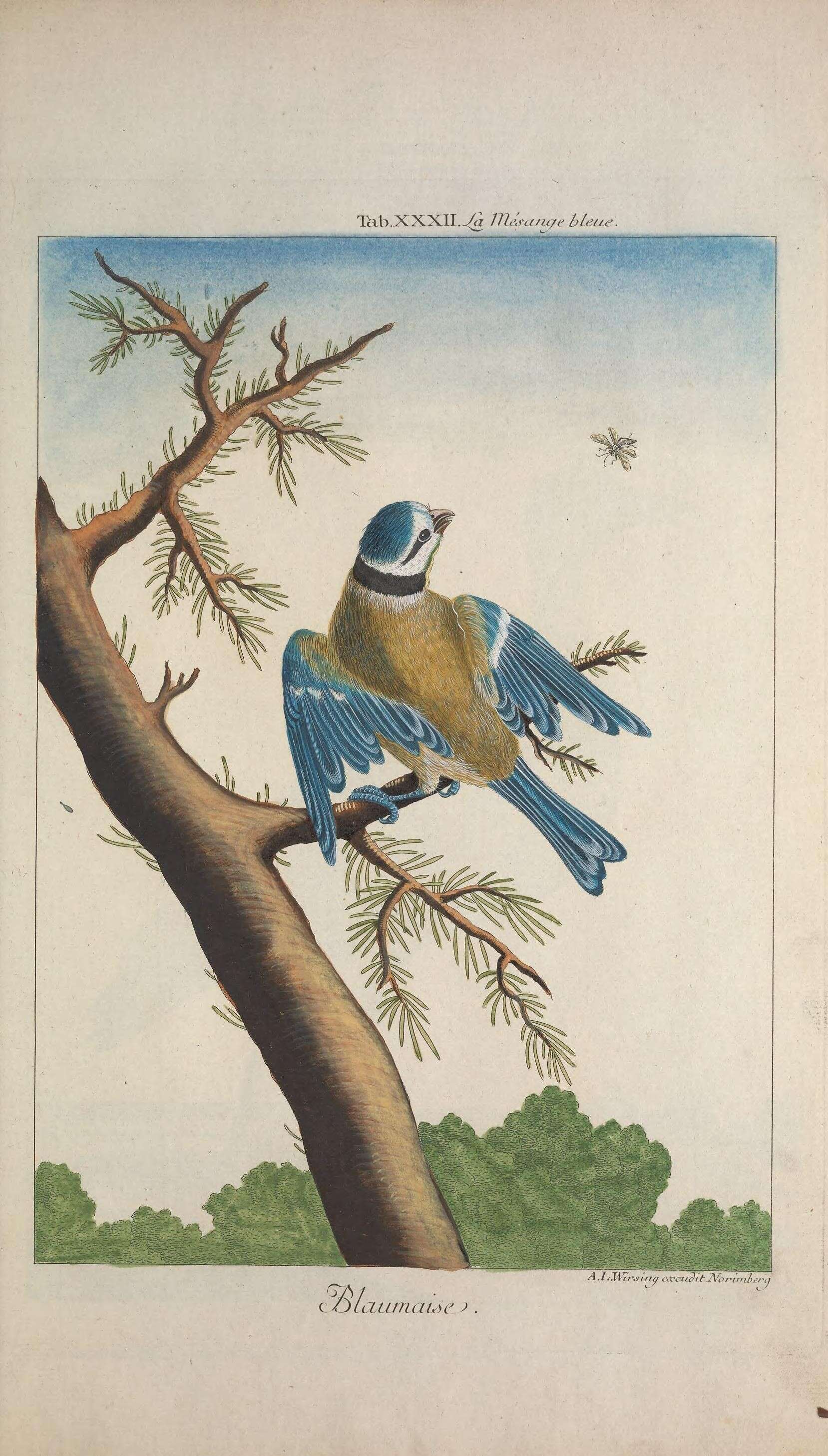 Imagem de Cyanistes Kaup 1829