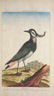 Image of Lapwing