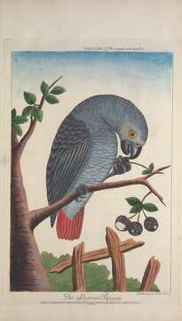 Image de Psittacus Linnaeus 1758