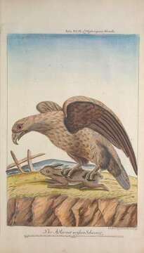 Image of White-tailed Eagle