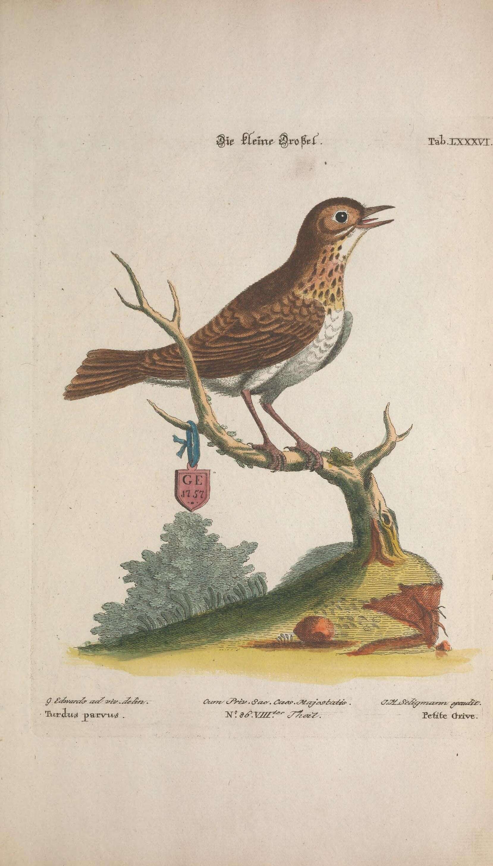 Image of Swainson's Thrush