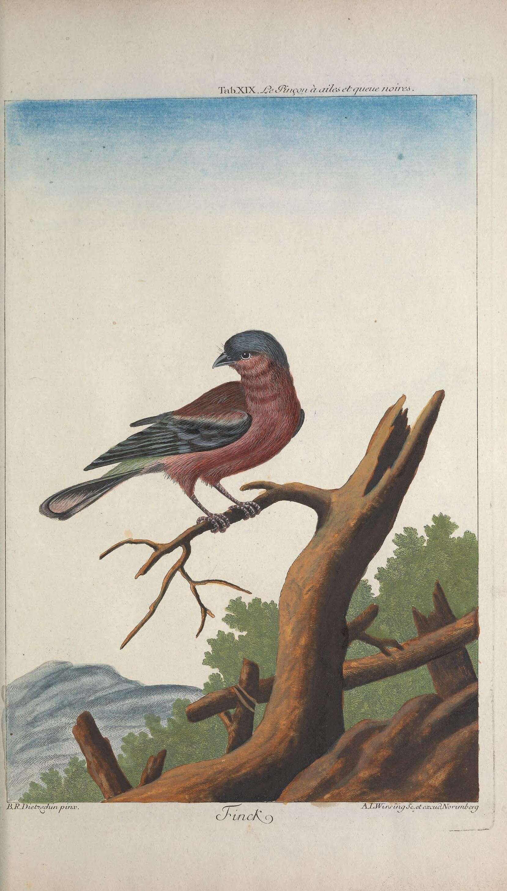 Image of Fringilla Linnaeus 1758