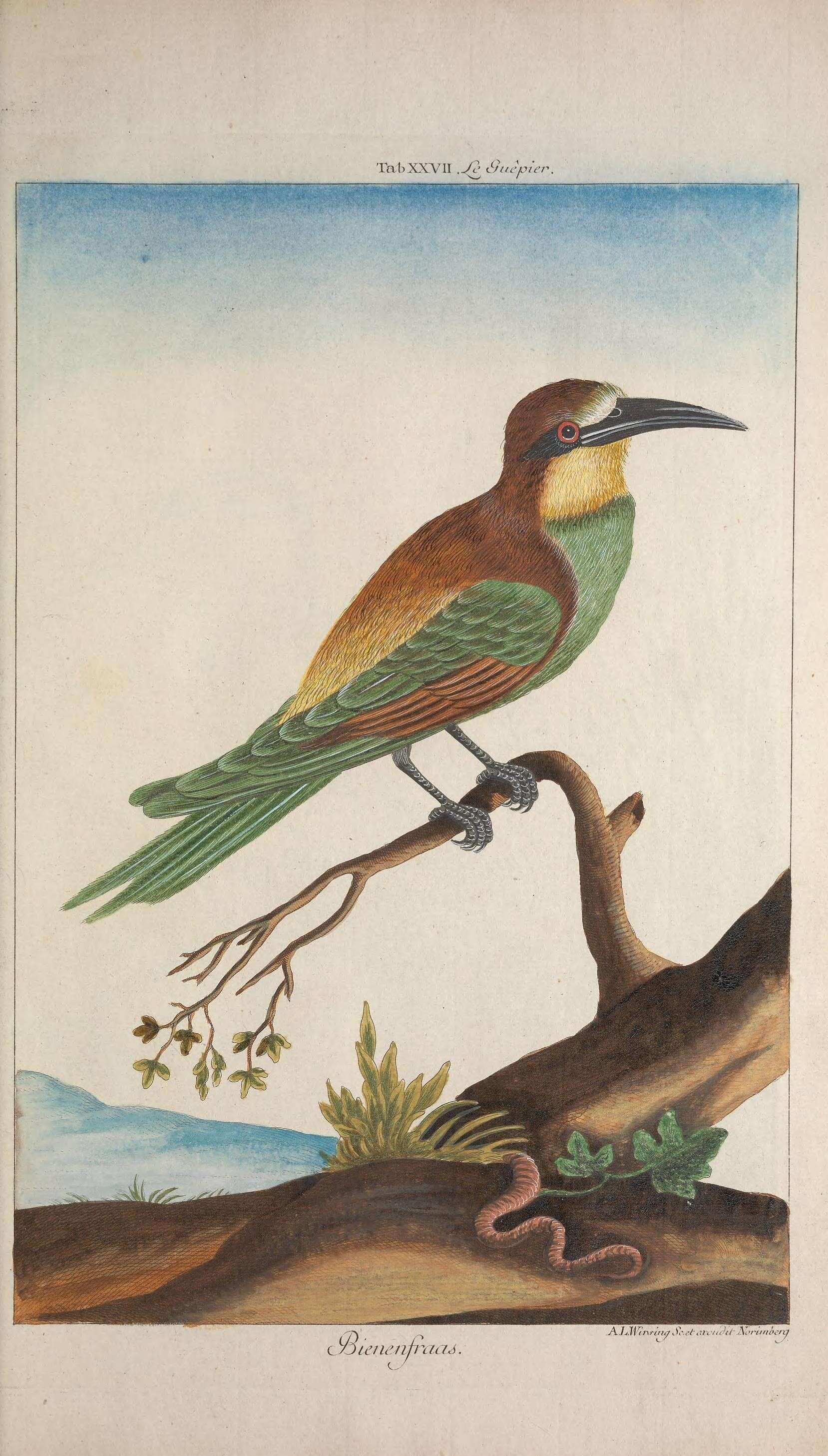 Image of bee-eater, european bee-eater