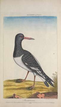 Image of oystercatcher, eurasian oystercatcher